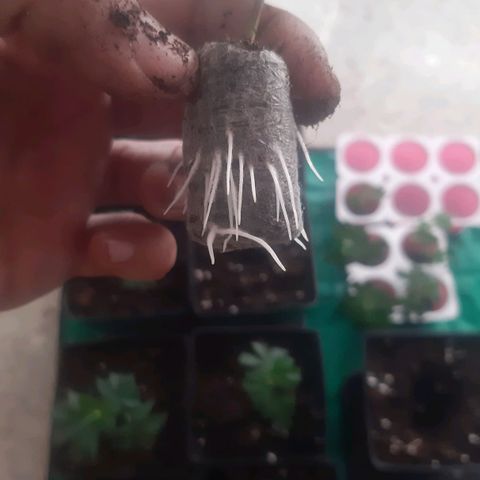 9xClon BGC#2  growlog photo: Enraizamiento rápido ,7 dias