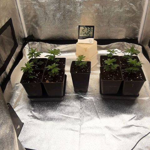 9xClon BGC#2  growlog timeline photo