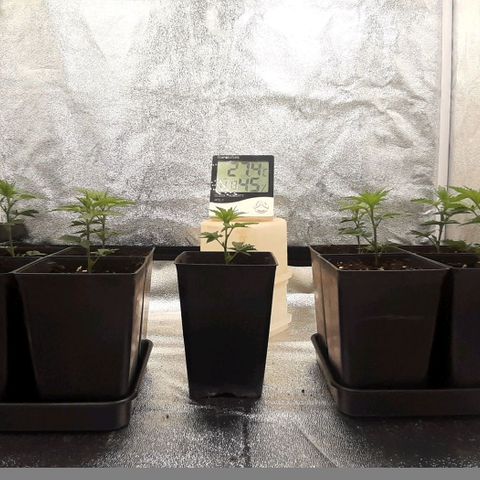 9xClon BGC#2  growlog timeline photo
