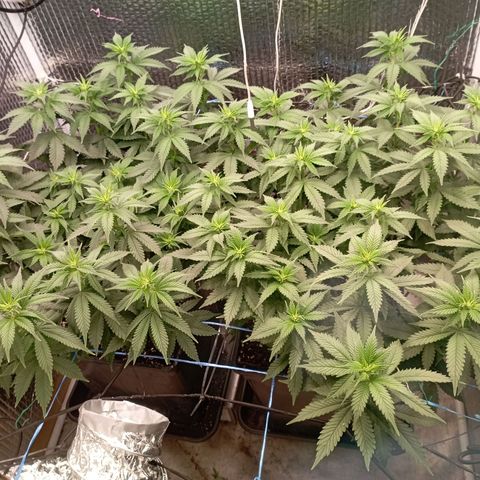 S.C.R.O.G /Bgc#1 bgc#2 growlog timeline photo