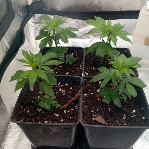 9xClon BGC#2  growlog timeline photo