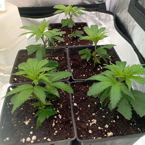 9xClon BGC#2  growlog timeline photo