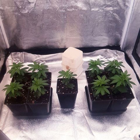 9xClon BGC#2  growlog timeline photo