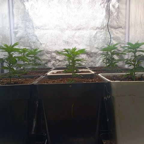 9xClon BGC#2  growlog timeline photo