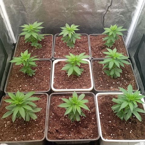 9xClon BGC#2  growlog timeline photo