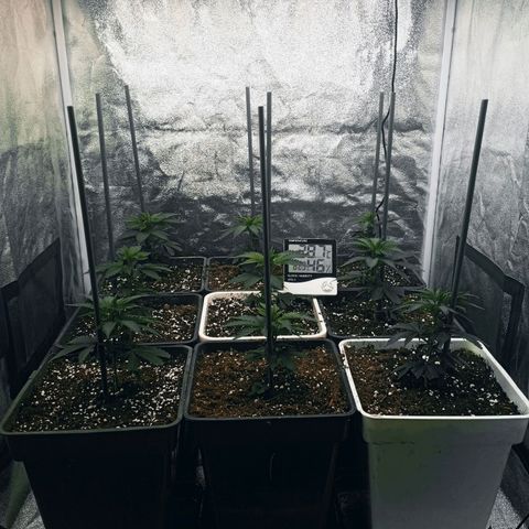 9xClon BGC#2  growlog timeline photo