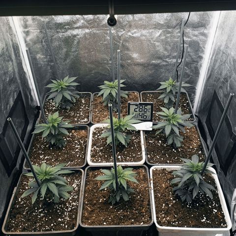 9xClon BGC#2  growlog timeline photo