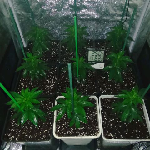 9xClon BGC#2  growlog photo: 5 minutos antes de encender luces
5 minutes before turning on lights