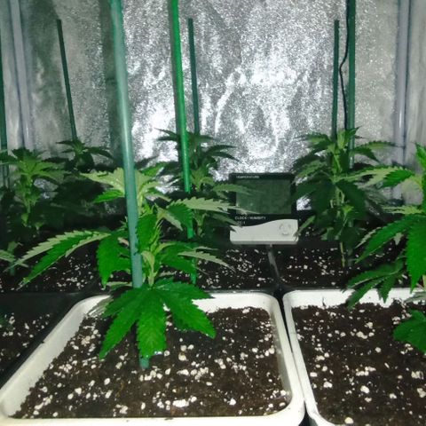 9xClon BGC#2  growlog photo: 5 minutos antes de encender luces
5 minutes before turning on lights
