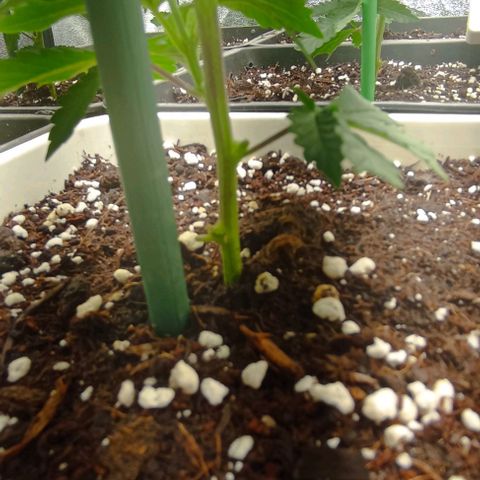 9xClon BGC#2  growlog photo: Poda 2 nudos por planta
Cut 2 nodes each plant