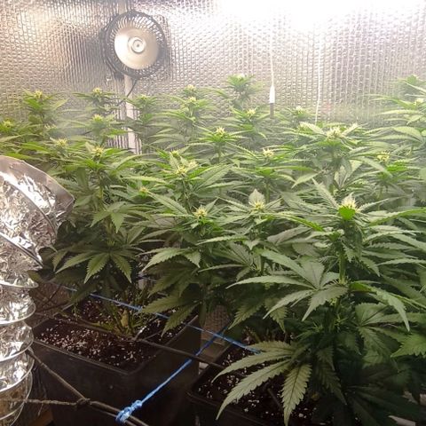 S.C.R.O.G /Bgc#1 bgc#2 growlog photo: 2 semanas floreciendo
2 weeks