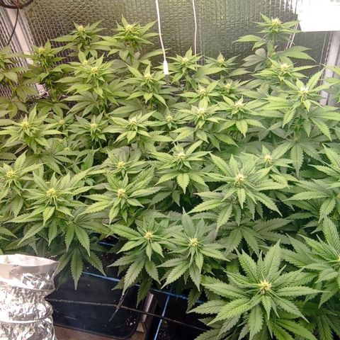 S.C.R.O.G /Bgc#1 bgc#2 growlog photo: 2 semanas floreciendo
2 weeks