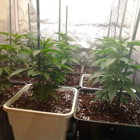 9xClon BGC#2  growlog photo: 12 dias