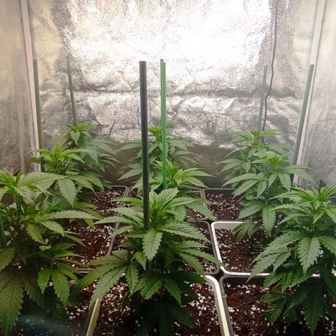 9xClon BGC#2  growlog photo: 12 dias