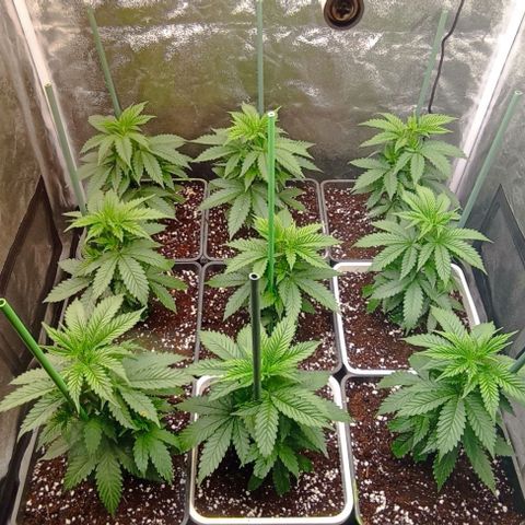 9xClon BGC#2  growlog photo: 12 dias