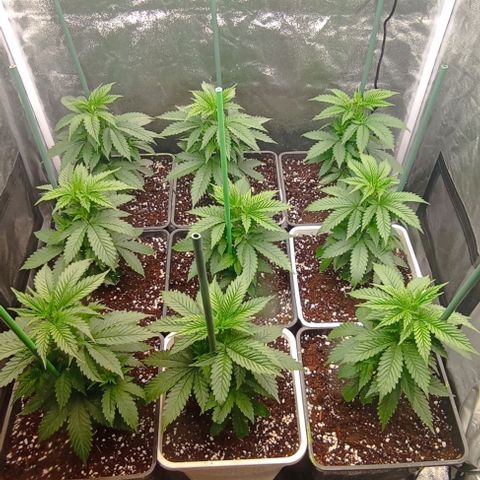 9xClon BGC#2  growlog photo: 12 dias