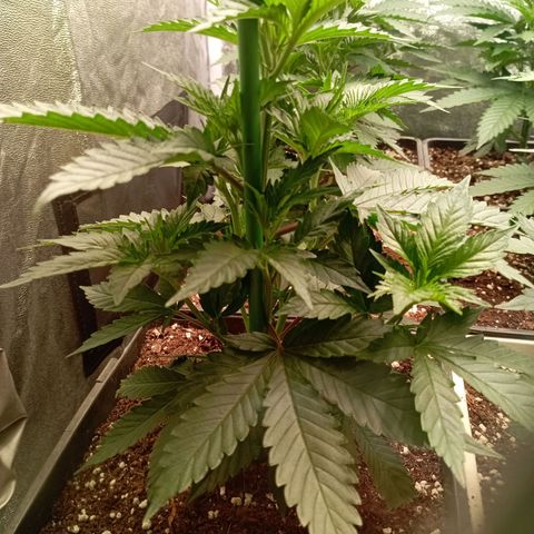 9xClon BGC#2  growlog timeline photo