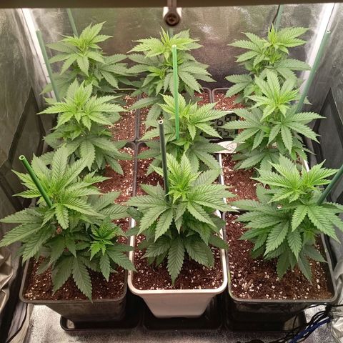 9xClon BGC#2  growlog timeline photo