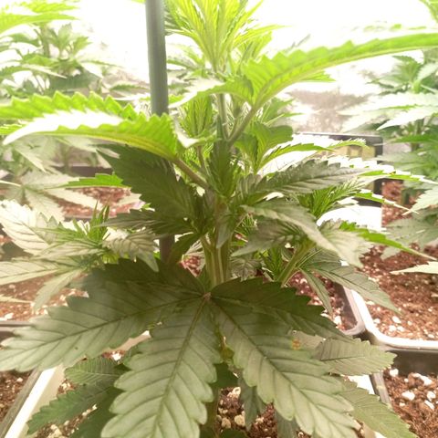 9xClon BGC#2  growlog timeline photo