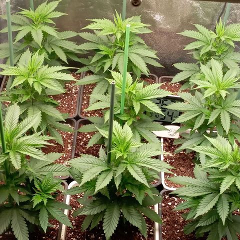 9xClon BGC#2  growlog timeline photo