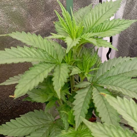 9xClon BGC#2  growlog timeline photo