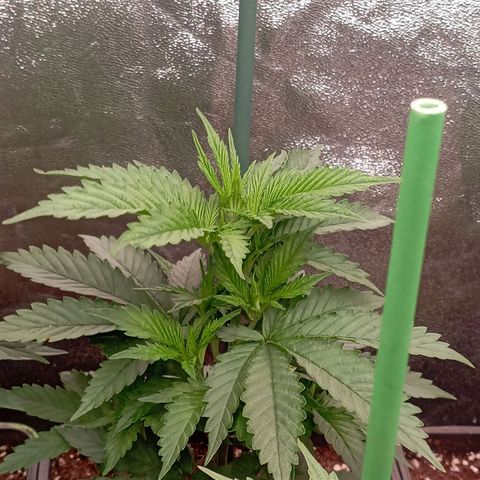 9xClon BGC#2  growlog timeline photo