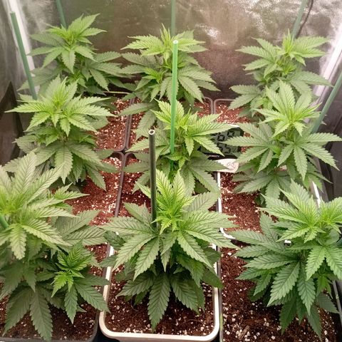 9xClon BGC#2  growlog timeline photo