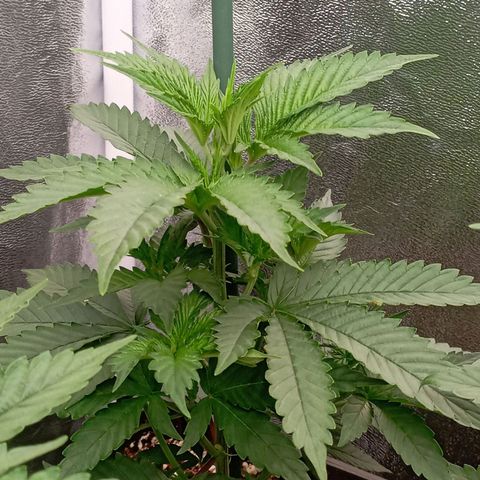 9xClon BGC#2  growlog timeline photo