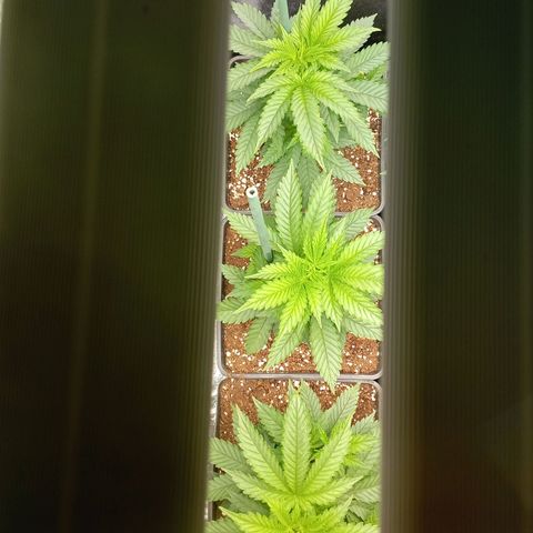 9xClon BGC#2  growlog timeline photo
