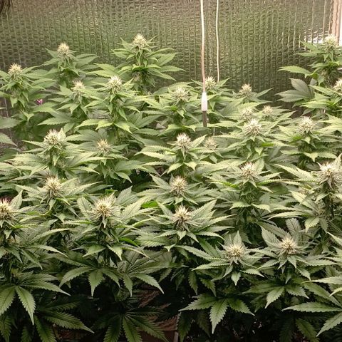 S.C.R.O.G /Bgc#1 bgc#2 growlog photo: 3 semanas flora
3 fullweek flowering