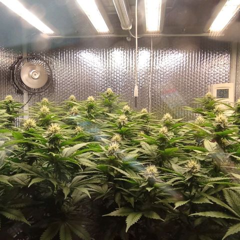 S.C.R.O.G /Bgc#1 bgc#2 growlog photo: 3 semanas flora
3 fullweek flowering