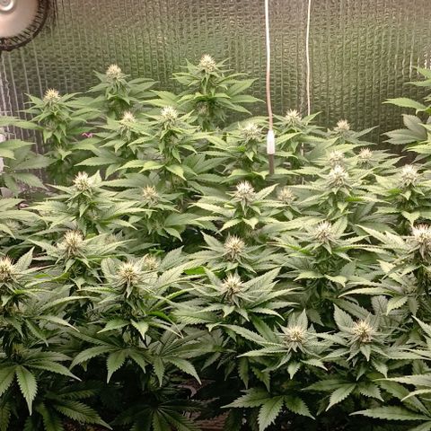 S.C.R.O.G /Bgc#1 bgc#2 growlog photo: 3 semanas flora
3 fullweek flowering