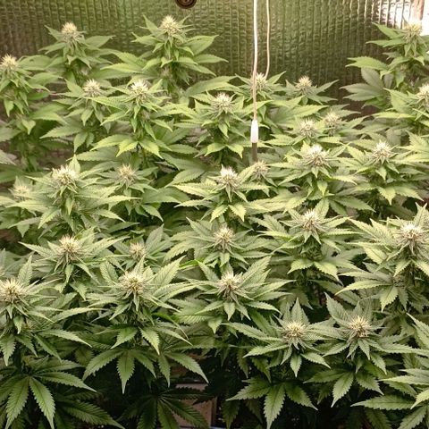 S.C.R.O.G /Bgc#1 bgc#2 growlog photo: 3 semanas flora
3 fullweek flowering