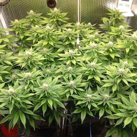 S.C.R.O.G /Bgc#1 bgc#2 growlog photo: 3 semanas flora
3 fullweek flowering