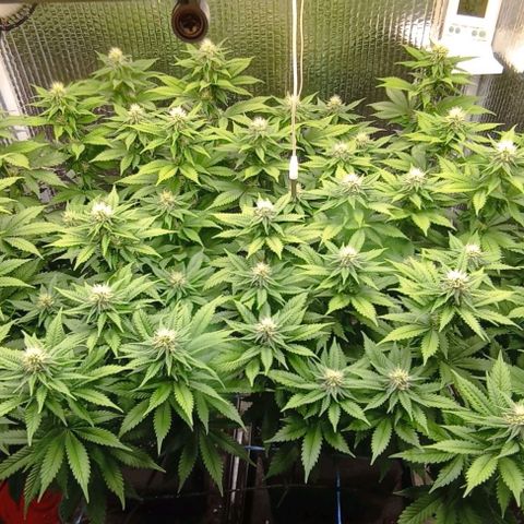 S.C.R.O.G /Bgc#1 bgc#2 growlog photo: 3 semanas flora
3 fullweek flowering