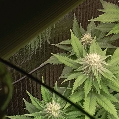 S.C.R.O.G /Bgc#1 bgc#2 growlog photo: 3 semanas flora
3 fullweek flowering