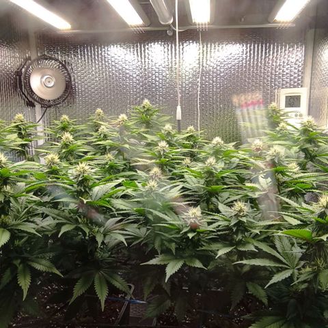 S.C.R.O.G /Bgc#1 bgc#2 growlog photo: 3 semanas flora
3 fullweek flowering