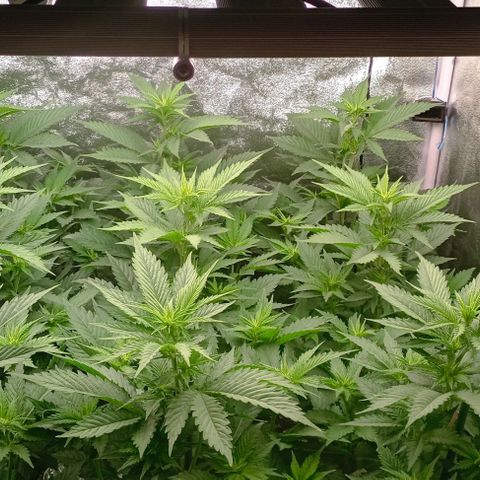 9xClon BGC#2  growlog timeline photo