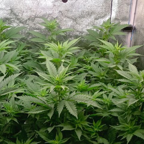 9xClon BGC#2  growlog timeline photo