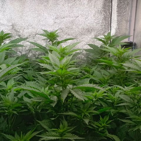 9xClon BGC#2  growlog timeline photo