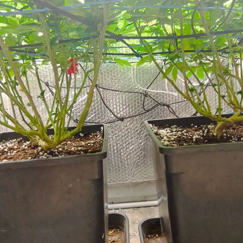 S.C.R.O.G /Bgc#1 bgc#2 growlog photo: Se colocó X2 LED COB 50W = 100W +EXTRA 5 SEMANA