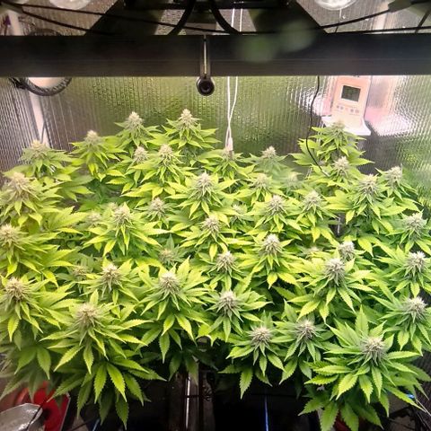 S.C.R.O.G /Bgc#1 bgc#2 growlog photo: Se colocó X2 LED COB 50W = 100W +EXTRA 5 SEMANA