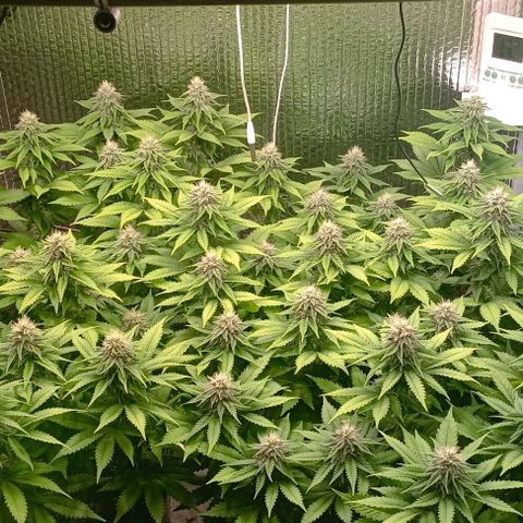 S.C.R.O.G /Bgc#1 bgc#2 growlog photo: Se colocó X2 LED COB 50W = 100W +EXTRA 5 SEMANA