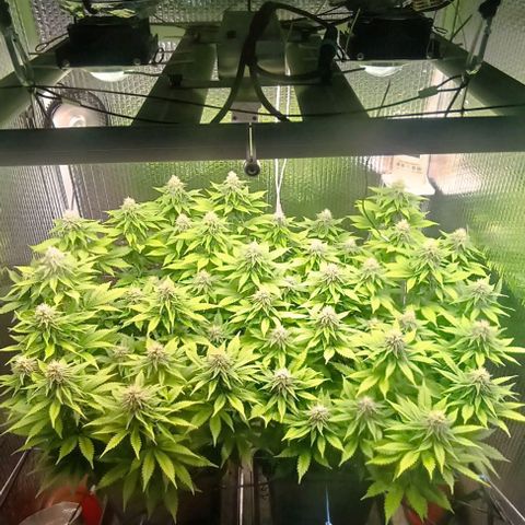 S.C.R.O.G /Bgc#1 bgc#2 growlog photo: Se colocó X2 LED COB 50W = 100W +EXTRA 5 SEMANA