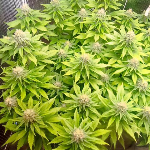 S.C.R.O.G /Bgc#1 bgc#2 growlog photo: Se colocó X2 LED COB 50W = 100W +EXTRA 5 SEMANA