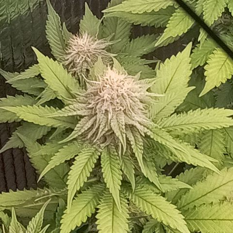 S.C.R.O.G /Bgc#1 bgc#2 growlog photo: Se colocó X2 LED COB 50W = 100W +EXTRA 5 SEMANA