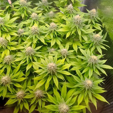 S.C.R.O.G /Bgc#1 bgc#2 growlog photo: Se colocó X2 LED COB 50W = 100W +EXTRA 5 SEMANA
