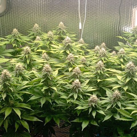 S.C.R.O.G /Bgc#1 bgc#2 growlog photo: Se colocó X2 LED COB 50W = 100W +EXTRA 5 SEMANA