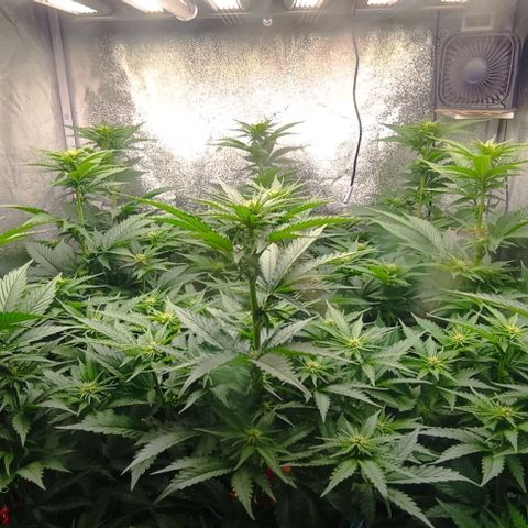 9xClon BGC#2  growlog timeline photo
