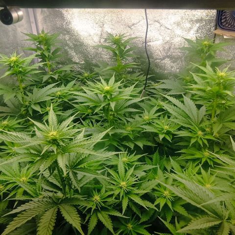 9xClon BGC#2  growlog timeline photo